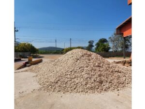 cassava6-1